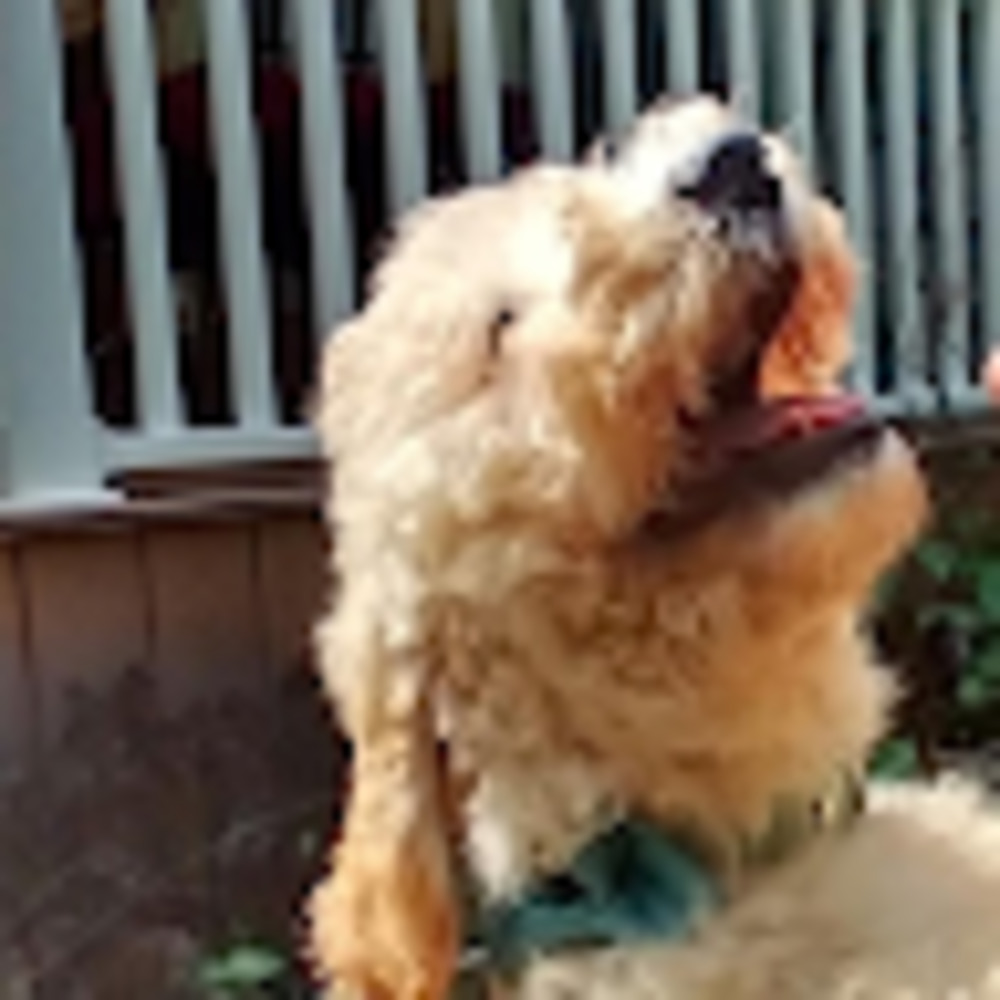 Meet your Posher, Alan